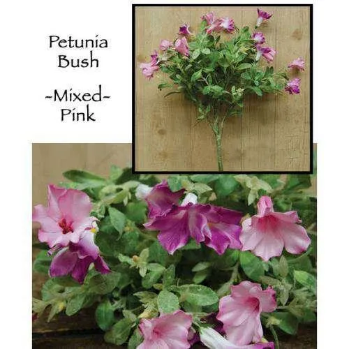 ' Petunia Bush - Mixed Pink